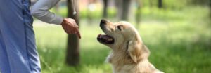 Basiscursus voor honden
