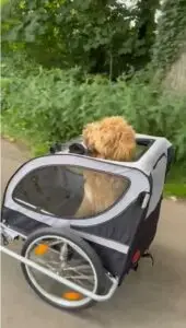 Hondegedragscentrumfriesland