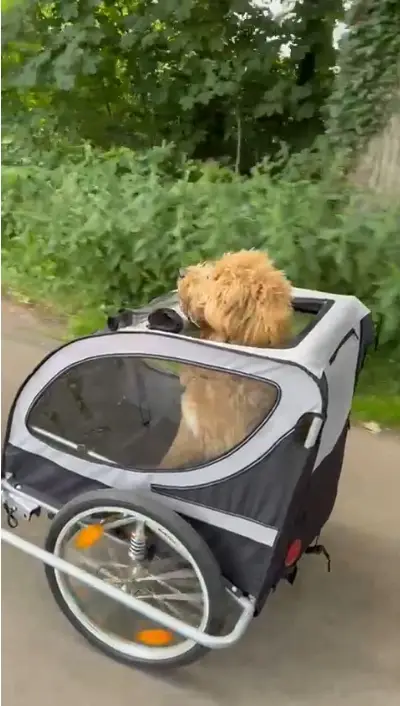 Hondegedragscentrumfriesland