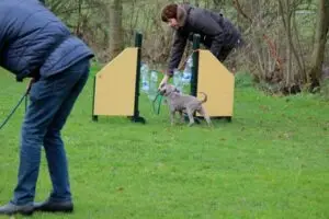 Sport en Spel Hondengedrag Friesand