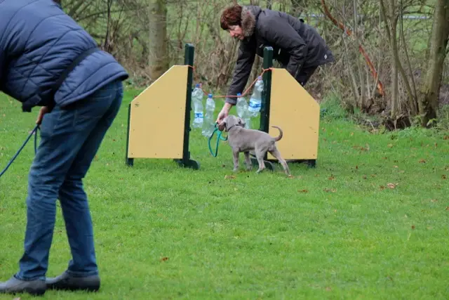 Hondengedragscentrum Friesland puppycursus