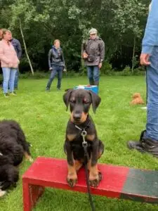 Indy bij haar eerste puppy les