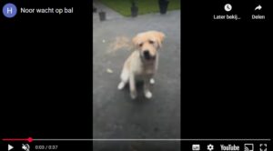 Puppy Noor wacht op bal