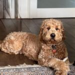 Ollie is bij Hondengedragscentrum Friesland op cursus geweest