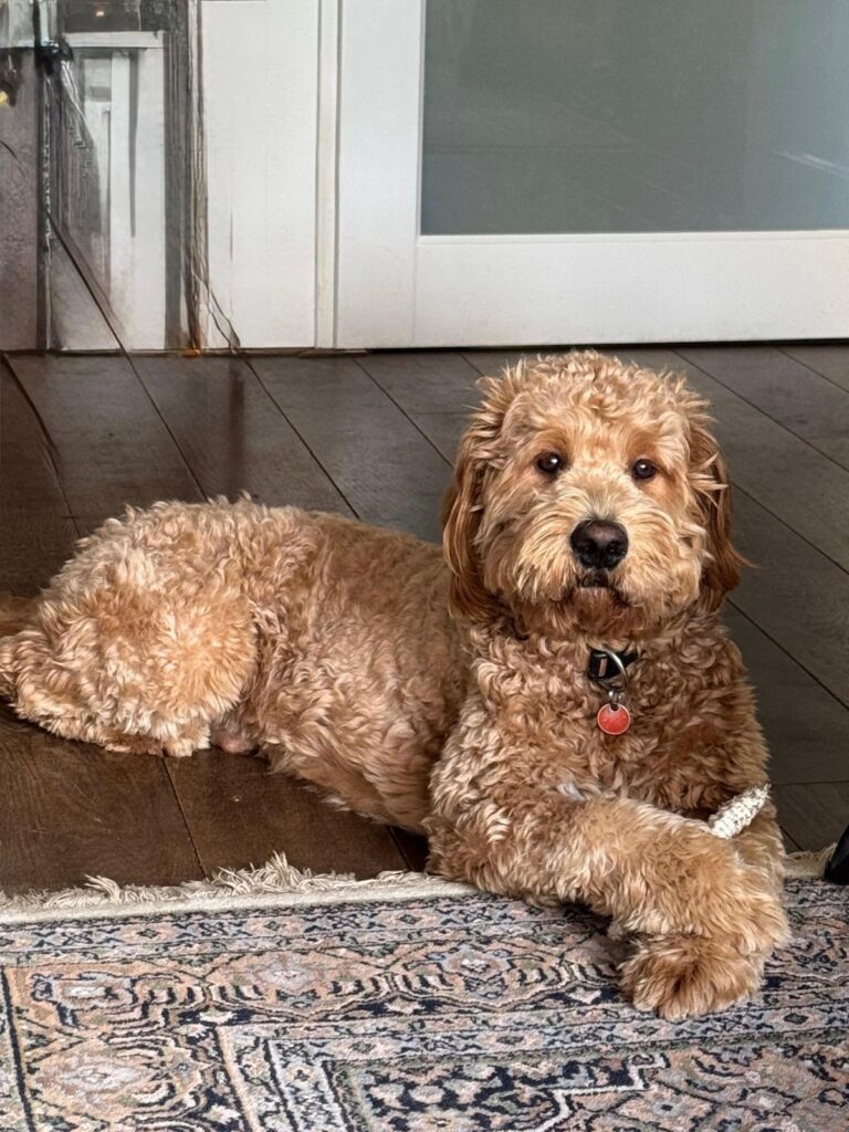 Ollie is bij Hondengedragscentrum Friesland op cursus geweest