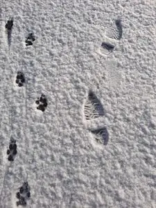 Hondengedragscentrum Friesland kerstgroet en nieuwjaarswens
