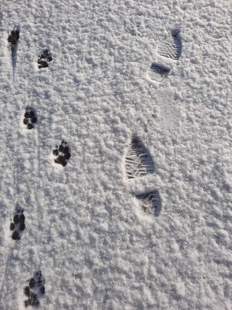 Hondengedragscentrum Friesland kerstgroet en nieuwjaarswens